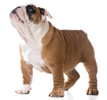 cute puppy standing looking up on white background - bulldog three months old