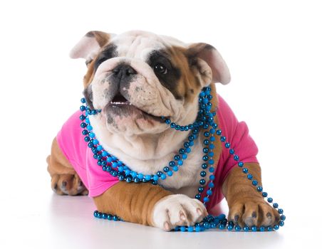 female puppy - bulldog wearing pink shirt and blue necklace on white background