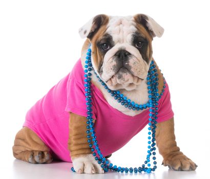 female puppy - bulldog wearing pink shirt and blue necklace on white background