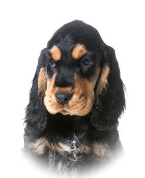 cocker spaniel puppy portrait on white background