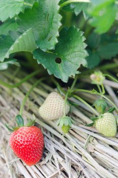 Strawberry plants already ripe to harvest