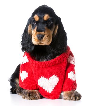 valentine's puppy - english cocker spaniel puppy wearing a sweater with a big heart on it