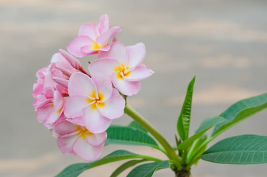 Bunch of pink Frangipani, Frangipanni,  or plumeria tropical flowers