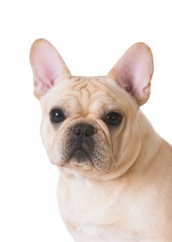 french bulldog head portrait on white background 