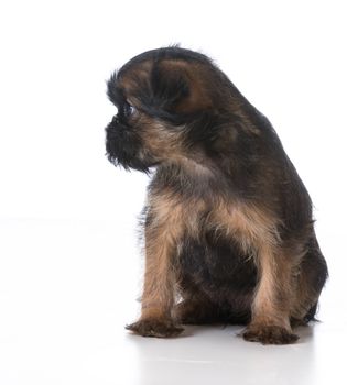 sad looking puppy sitting on white background - brussels griffon