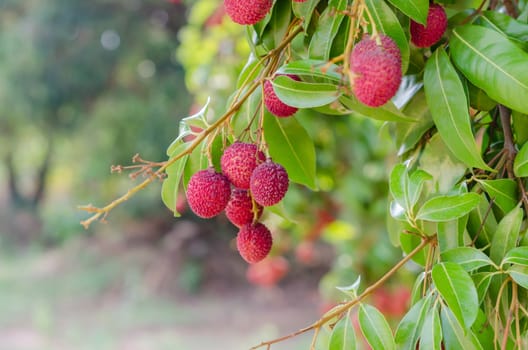 fresh lychee on tree in lychee orchard