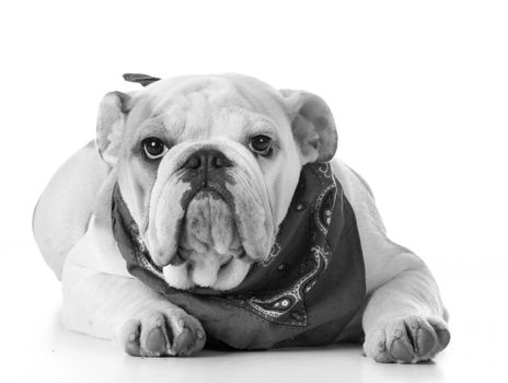 cute puppy - bulldog puppy wearing bandanna
