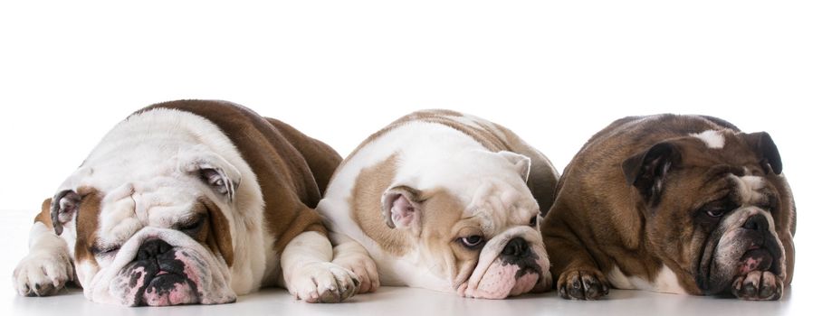 three generations of bulldogs - father, son and grandmother