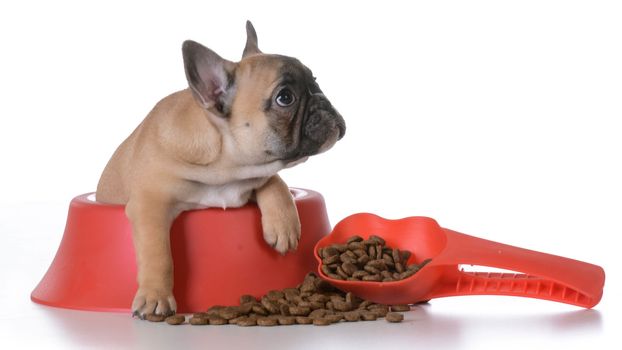 puppy nutrition - french bulldog inside a food dish with scoop of kibble beside