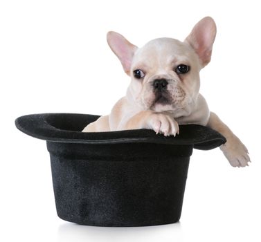 cute puppy - french bulldog inside a tophat on white background