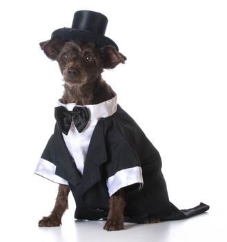formal dog - mixed breed dog wearing tuxedo and tophat on white background