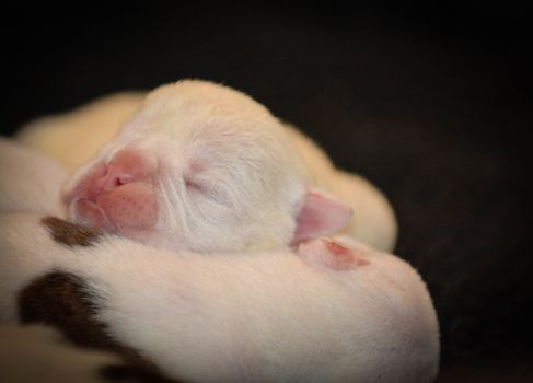 newborn puppy - bulldog - 6 days old