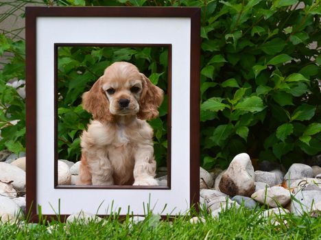 picture perfect puppy - american cocker spaniel puppy sitting behind a picture frame in a garden