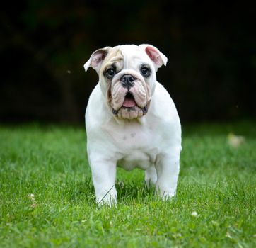 surprised puppy standing in the grass looking at viewer - bulldog