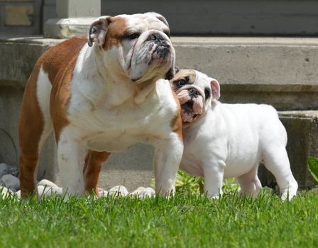 bulldog puppy and adult outside in the summer