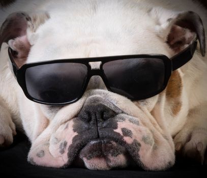 cool hound - bulldog wearing sunglasses