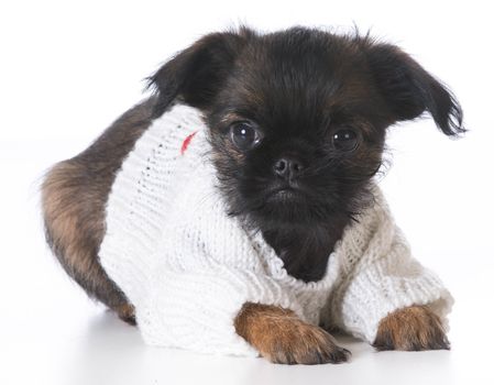 cute puppy - brussels griffon wearing sweater - 8 weeks old