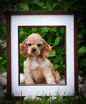 picture perfect puppy - american cocker spaniel puppy sitting behind a picture frame in a garden