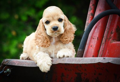 cute puppy laying on rusty tractor - american cocker spaniel