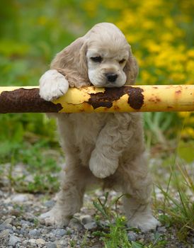 cute puppy - american cocker spaniel puppy with paws on metal fence