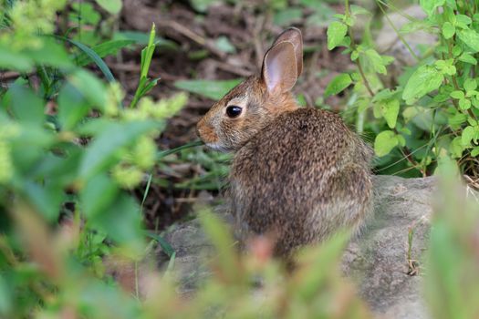 Cottontail Rabbit feeding on plants in morning sun