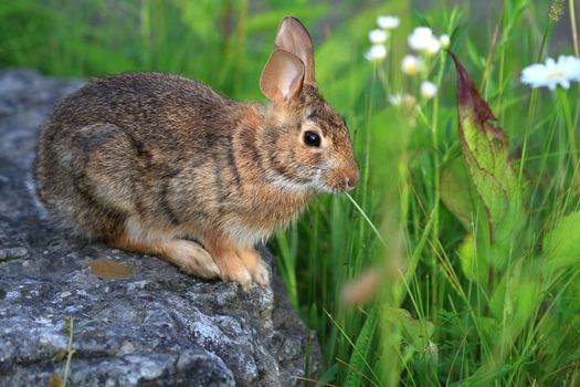 Cottontail Rabbit sitting on rock early morning light