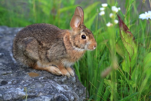 Cottontail Rabbit sitting on rock early morning light