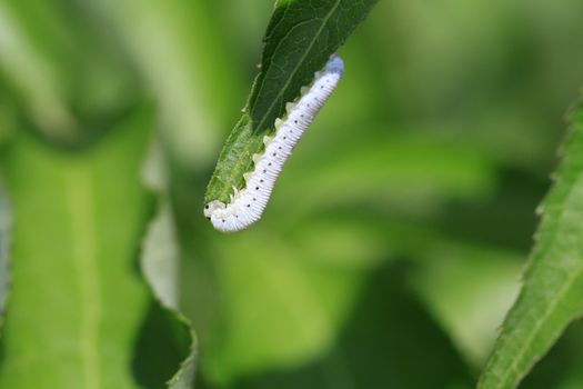 Dogwood Sawfly Larvae feeding on leaf in morning sun