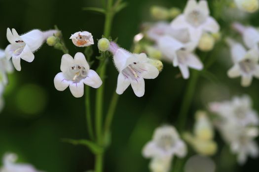 Foxglove Beardtongue Flower in morning sun