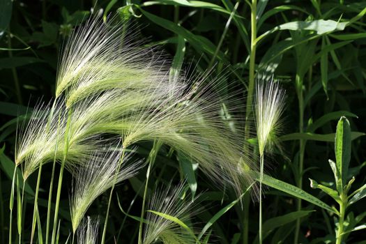 Foxtail Grass in early morning sun green background