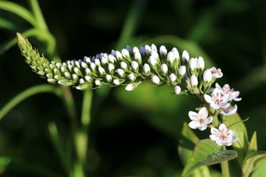 Goose Neck flower in early morning light