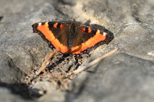 Milbert's Tortoise Shell Butterfly warming on rock