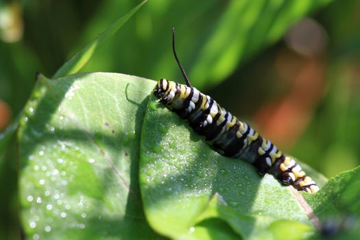 Monarch Caterpillar feeding on milkweed plant early morning light