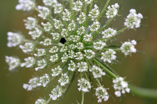 Queen Anne's Lace flower close up in early morning light