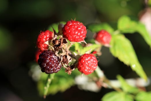 Wild Raspberry in early morning light close-up