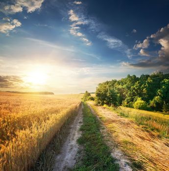 Field of wheat near the country road