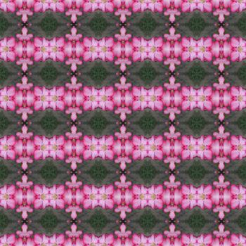 Pink Adenium flowers, blooming into a bouquet, looking fresh seamless use as pattern and wallpaper.