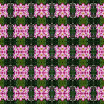 Pink Adenium flowers, blooming into a bouquet. Flowers looking fresh seamless use as pattern and wallpaper.