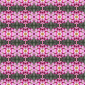 Pink Adenium flowers, blooming into a bouquet. Flowers looking fresh seamless use as pattern and wallpaper.