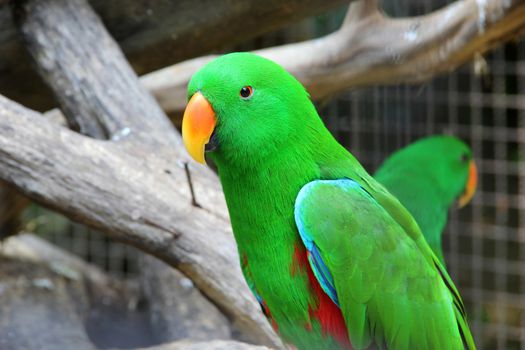 Beautiful couple of green eclectus parrot