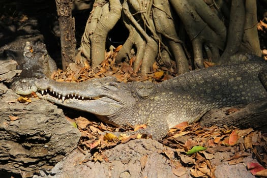 Close-up crocodile resting on ground