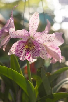 Orchid flowers, Laeliocattleya white and purple color