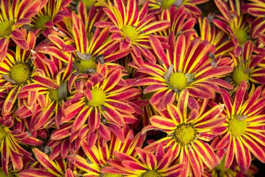 Background of the beautiful red and yellow chrysanthemum flower