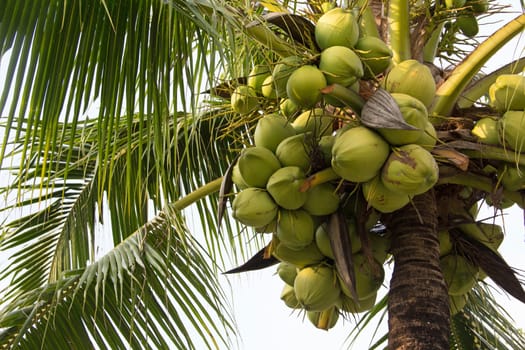 Coconut on the palm tree