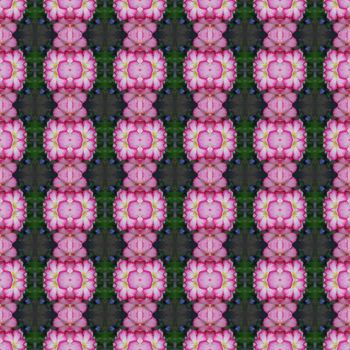 
Pink Adenium flowers, blooming into a bouquet. Flowers looking fresh seamless use as pattern and wallpaper.