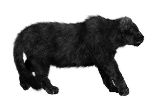 3D digital render of a big cat black panther walking isolated on white background