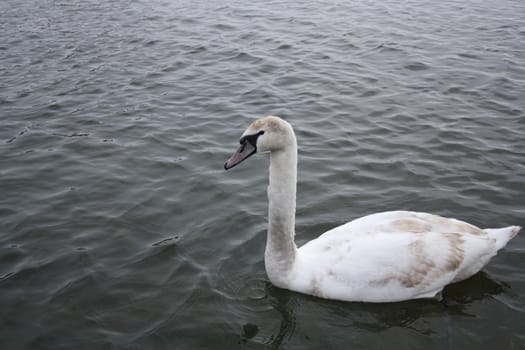 Courting white swan on  the blue lake water.