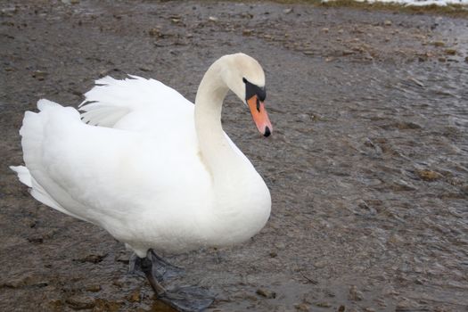 Courting white swan on  the blue lake water.