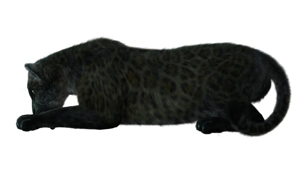 3D digital render of a big cat black panther isolated on white background