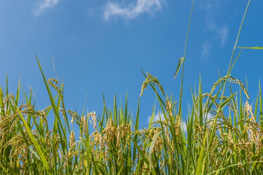 Some mature stalks of rice in front of a blue sky dappled with a few small white clouds.